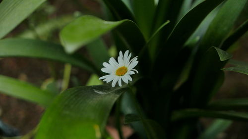 Close-up of white flowering plant