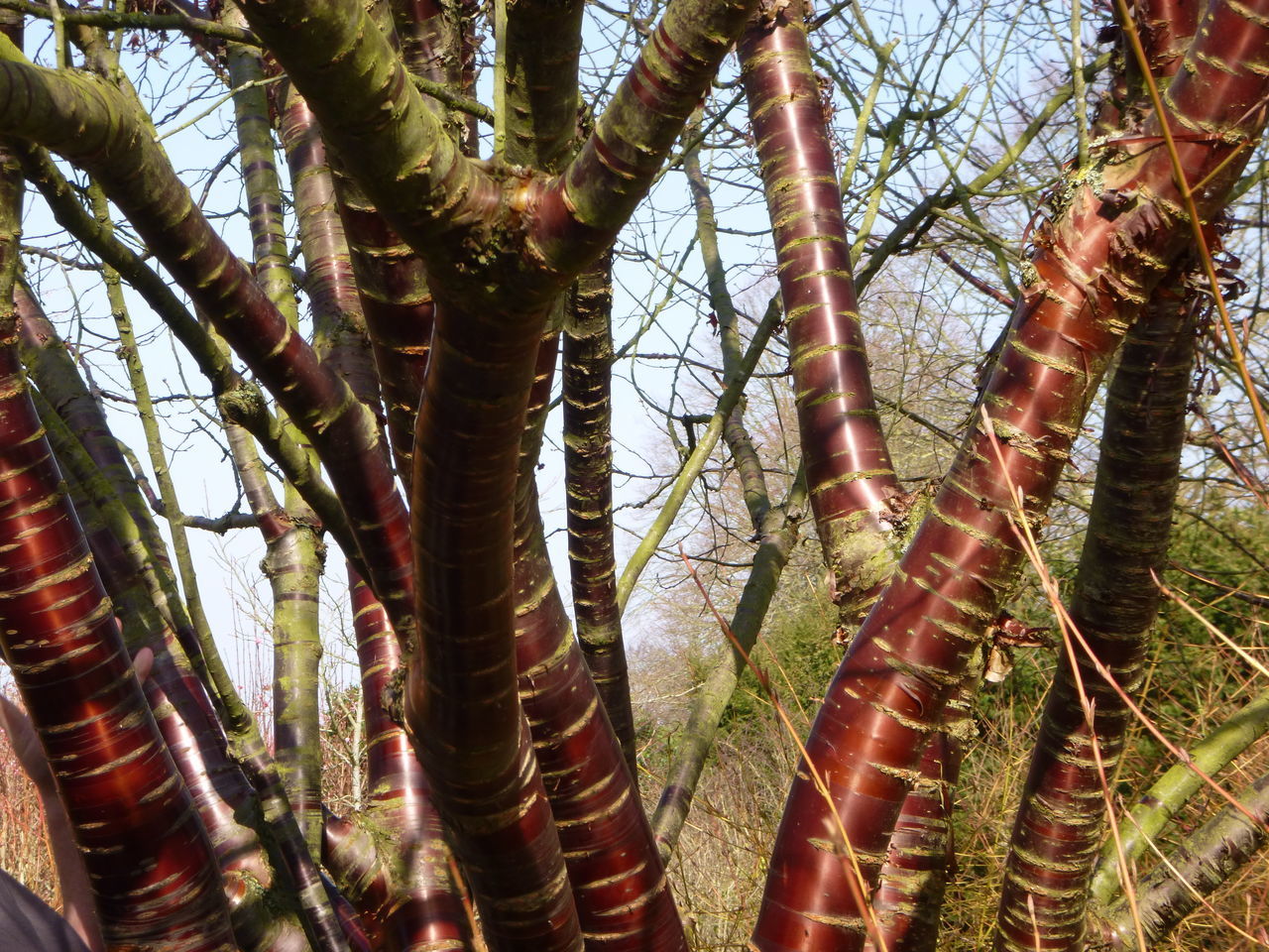 White tree trunks