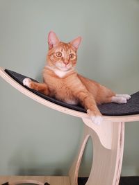 Portrait of cat sitting on chair