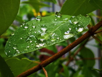 Close-up of raindrops on leaf