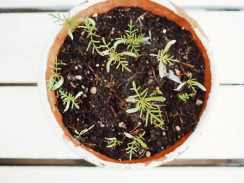 Close-up of potted plant