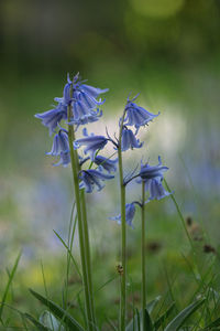 Close-up of purple flowering plant on field