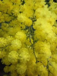 Close-up of yellow flowers blooming outdoors