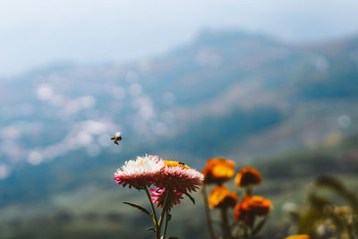 Bee pollinating flower