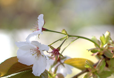 Close-up of fresh flower