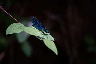 Close-up of butterfly on leaf