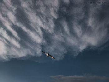 Low angle view of seagull flying against sky