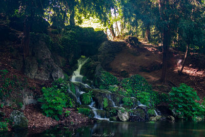 Scenic view of waterfall in forest