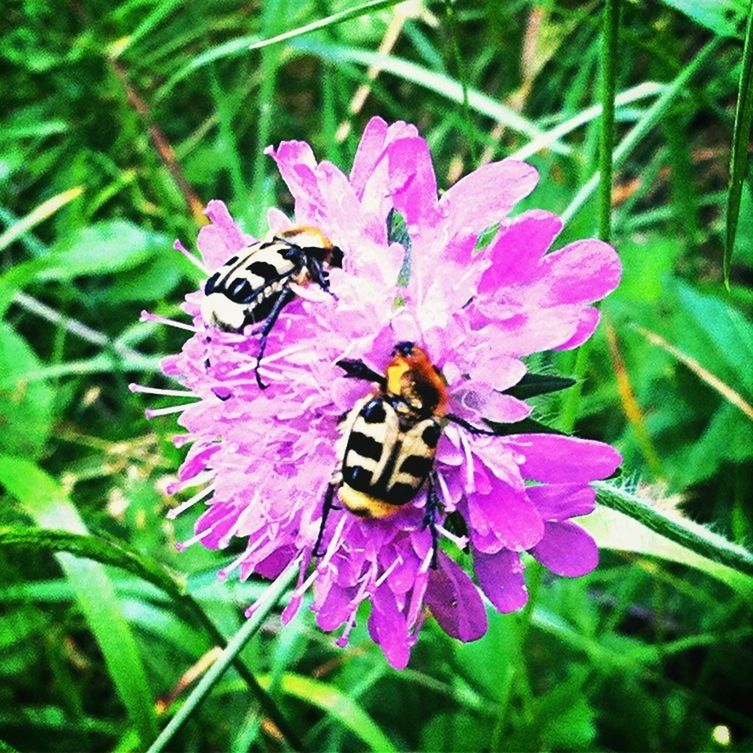 insect, flower, one animal, animal themes, animals in the wild, wildlife, freshness, fragility, petal, pollination, flower head, growth, beauty in nature, close-up, symbiotic relationship, nature, bee, plant, focus on foreground, purple