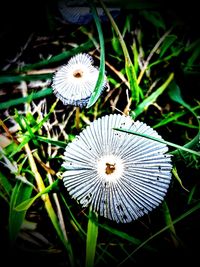 Close-up of white mushroom growing on field