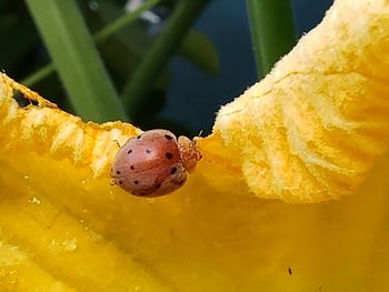 Close-up of insect on yellow flower