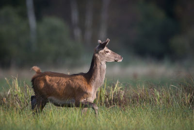 Squirrel standing on field