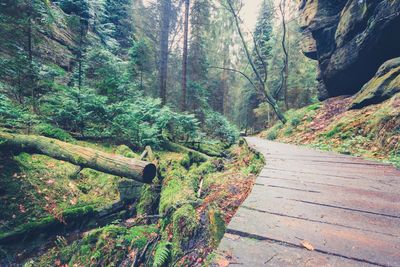 Footpath in forest