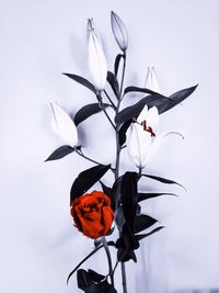 Close-up of plant against white background