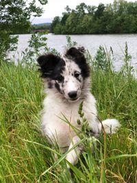 Portrait of dog on grass