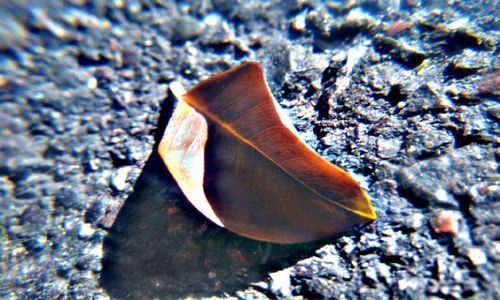 Close-up of seashell on rock