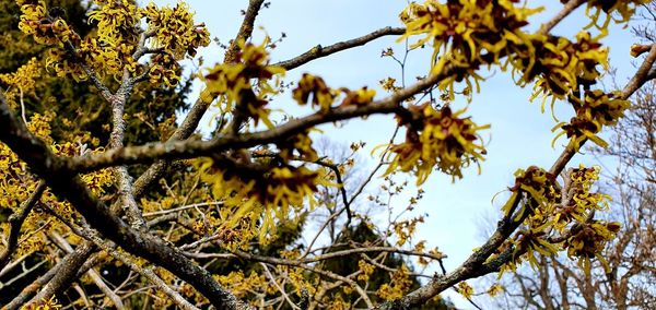 Low angle view of flowering tree against sky