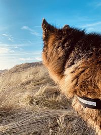 View of an animal on field