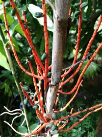 Close-up of tree branch