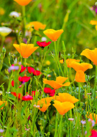 Close-up of red flowers blooming outdoors