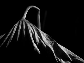 Close-up of leaf against black background