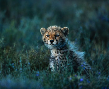 Portrait of wild animal on land