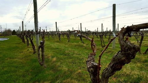 Wooden posts on field against sky