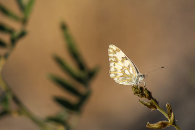 Close-up of butterfly pollinating flower