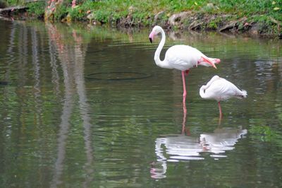 Swan on lake