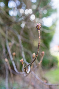 Close-up of flower buds growing on tree