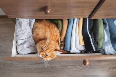 Top view on ginger cat sleeping in chest of drawers. fluffy pet has a rest among folded clothes. 