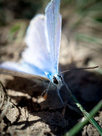 Close-up of butterfly on leaf