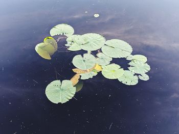 High angle view of leaf floating on water