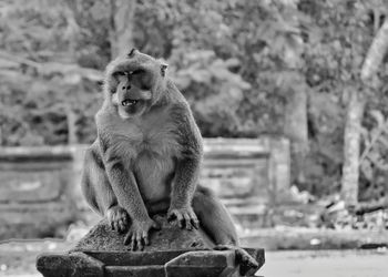 Close-up of monkey sitting outdoors