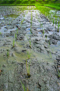 Water flowing in swamp