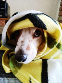 Close-up portrait of dog
