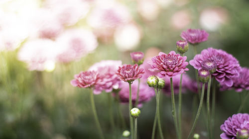 Purple flowers peony flowering on background of purple peony blooms in morning summer