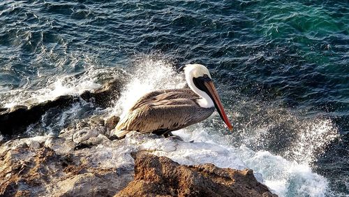 Birds in lake