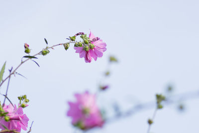 Close-up of pink flowers against clear sky