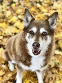 Portrait of dog on field