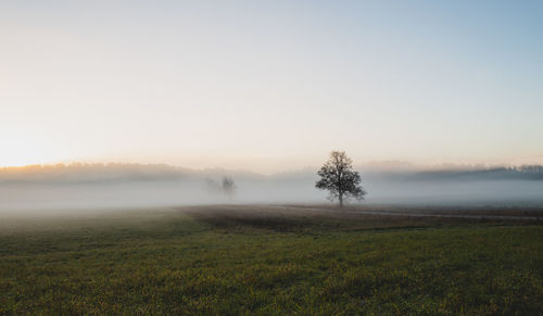 Trees on field against sky during foggy weather