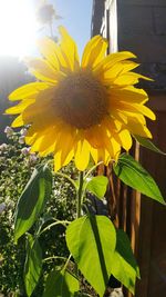 Close-up of sunflower