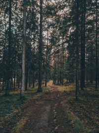 Trees growing in forest