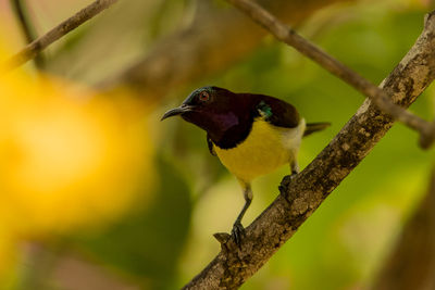 Close-up of bird perching on branch