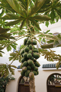 Low angle view of coconut palm tree