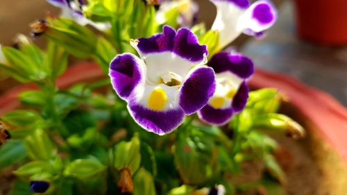 Close-up of purple flowering plant