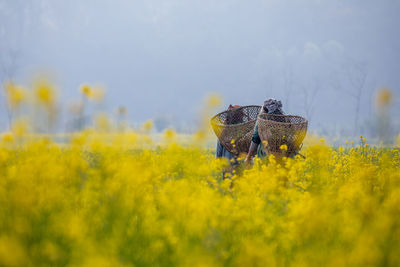 Scenic view of oilseed rape field against sky