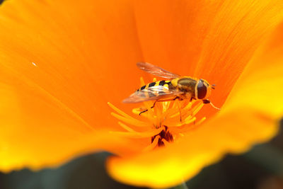 Close-up of bee pollinating on orange flower