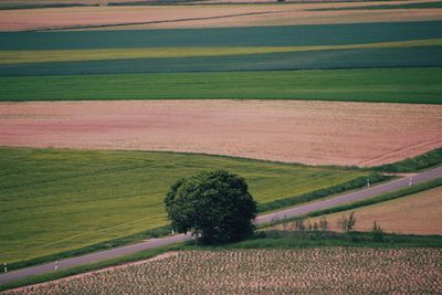 Scenic view of agricultural field