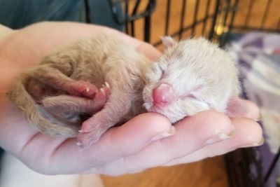 Close-up of hand holding cat